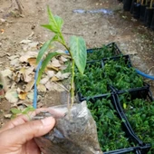 Pepino Fidesi - 3