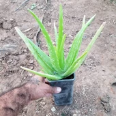 Tüketilebilir Aloevera, Küçük Boy, Torbada - 2