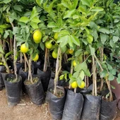 3 Yaş Aşılı Mayer Limon Fidanı, Torbada thumbnail 2