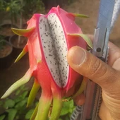 Beyaz Ejder Meyvesi Pitaya Fidanı, Torbada - 2