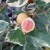 4 Yaş Aşılı Tropikal Alacalı Limon Fidanı, Torbada - 1
