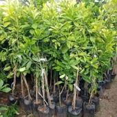 3 Yaş Aşılı Pomela Şadok Fidanı, Torbada thumbnail 3