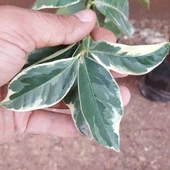 6 Yaş Aşılı  Tropikal Alacalı Limon Fidanı, Torbada thumbnail 3