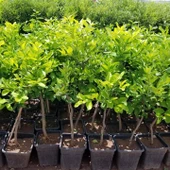 6 Yaş Aşılı Yediveren Limon Fidanı, Saksıda thumbnail 4