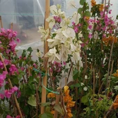 Begonvil Gelin Duvağı Fidanı, Saksıda - 1