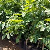 2 Yaş Aşılı Chandler Bodur Ceviz Fidanı, Torbada thumbnail 2