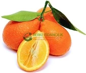 4 Yaş Aşılı Tropikal MANDARİNQUAT Fidanı, Torbada - 1