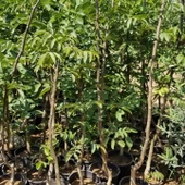 4 Yaş Aşılı Chandler Amerikan Cevizi, Saksıda - 2