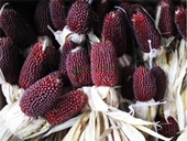Yerli Çilek Mısır (Strawberry Popcorn) Tohumu (15 Adet) - 1