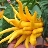 3 Yaş Aşılı  Tropikal Budanın Eli Fidanı, Torbada - 1