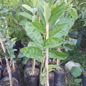 3 Yaş Aşılı  Tropikal Budanın Eli Fidanı, Torbada - 3