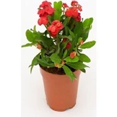 İTHAL Orijinal KIRMIZI Euphorbia Milli / Dikenler Tacı Küçük Saksıda - 1