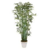 Saksılık Bambu ağacı tohumu 3 Adet Tohum - 4