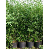 Saksılık Bambu ağacı tohumu 3 Adet Tohum - 6