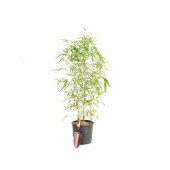 Saksılık Bambu ağacı tohumu 3 Adet Tohum - 7