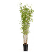 Saksılık Bambu ağacı tohumu 3 Adet Tohum - 8