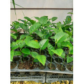 Jack Fruit Red Fidanı 1 Yaş 50 Cm) thumbnail 2