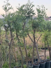 10 YAŞ İRİ MEYVELİ HÜNNAP FİDANI BOY 250 CM thumbnail 1