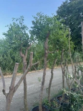 10 YAŞ İRİ MEYVELİ HÜNNAP FİDANI BOY 250 CM thumbnail 2