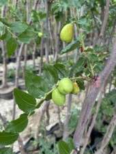 TÜPLÜ 5 YAŞ İRİ MEYVELİ HÜNNAP BOY 180-200 CM thumbnail 2