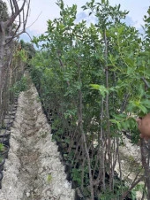 TÜPLÜ 5 YAŞ İRİ MEYVELİ HÜNNAP BOY 180-200 CM thumbnail 3