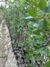 TÜPLÜ 5 YAŞ İRİ MEYVELİ HÜNNAP BOY 180-200 CM thumbnail 4