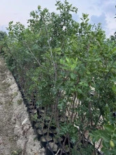 TÜPLÜ 5 YAŞ İRİ MEYVELİ HÜNNAP BOY 180-200 CM thumbnail 5