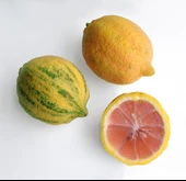 4 Yaş Aşılı Tropikal Pembe Alacalı Limon Fidanı, Torbada - 1