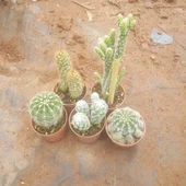 5 Adet Farklı Kaktüs Pakedi, 5.5 cm Saksıda thumbnail 1