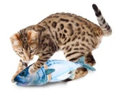 Hışırdayan Balıklar Catnipli - 1