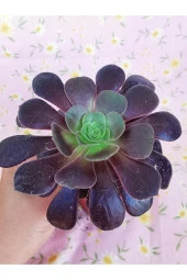 Aeonium Arboreum - 2