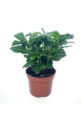 Kahve Ağacı Bitkisi - Coffea Arabica - 1