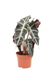 Melek Kanadı Çiçeği Fil Kulağı Alocasia Amazonica Iç Mekan Canlı Ofis Ev Salon Bitkisi - 1
