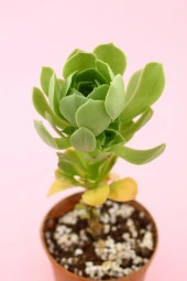 Aeonium Arboreum Sukulent - 2
