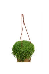 Askılı saksıda Arap saçı bitkisi Callisia repens - 2