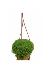 Askılı saksıda Arap saçı bitkisi Callisia repens - 3