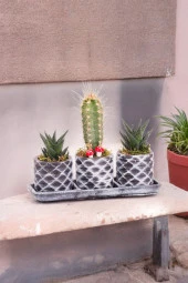 Dekoratif taş saksılarda sukulent kaktüs aranjmanı thumbnail 1