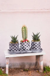 Dekoratif taş saksılarda sukulent kaktüs aranjmanı thumbnail 2