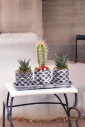 Dekoratif taş saksılarda sukulent kaktüs aranjmanı thumbnail 3
