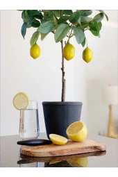 Dekoratif Saksıda Limon Ağacı A01 - 1