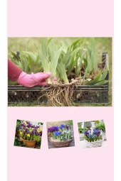 25 adet saksılık iris süsen soğanı Germany İris thumbnail 4