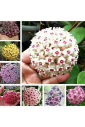 8 çeşit 8 adet 5.5 saksoda mum çiçeği fidanı thumbnail 1