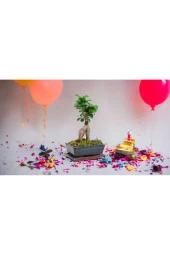 Doğum günlerine özel saksıda bonsai thumbnail 2