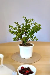 Orta Boy Para Bonsai Para Çiçeği 12 cm saksıda thumbnail 1