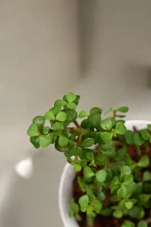 Orta Boy Para Bonsai Para Çiçeği 12 cm saksıda 001 thumbnail 2