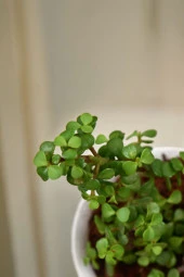 Orta Boy Para Bonsai Para Çiçeği 12 cm saksıda thumbnail 2