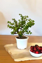 Orta Boy Para Bonsai Para Çiçeği 12 cm saksıda 001 thumbnail 3