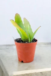 Rhipsalis ramulosa 'Red Coral' Fidesi (Itır gül damlası Hediyesi ile) 01 thumbnail 1