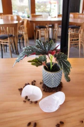 Bodrum Dizayn Taş Saksıda Çilli Begonya 01ud thumbnail 1