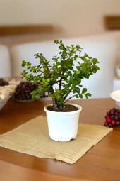 Orta Boy Para Bonsai Para Çiçeği 12 cm saksıda thumbnail 3